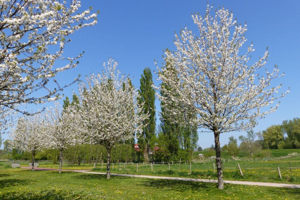 John Grosmanstraat 5