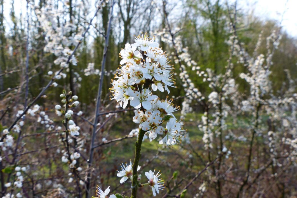 John Grosmanstraat 5