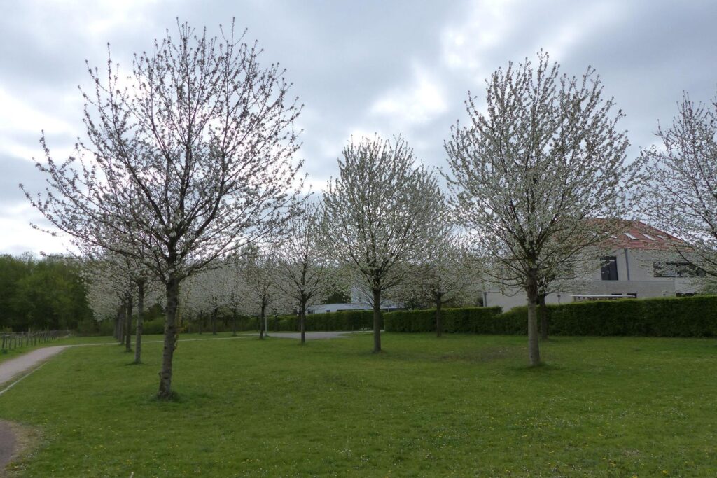 John Grosmanstraat 5