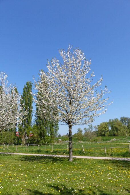 John Grosmanstraat 5