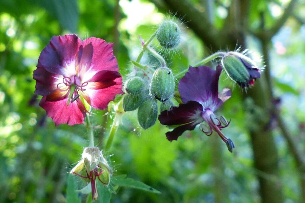 John Grosmanstraat 5