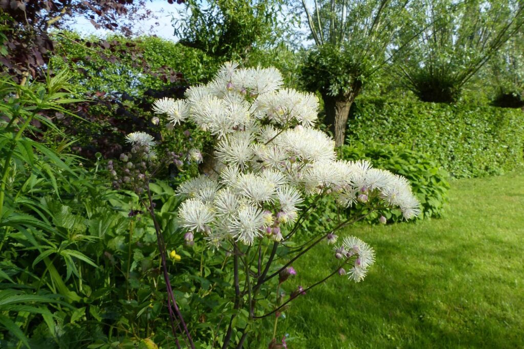 John Grosmanstraat 5