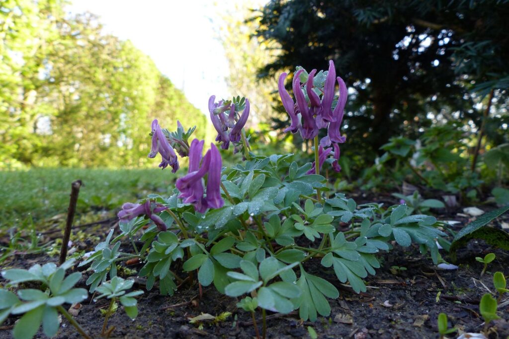 John Grosmanstraat 5