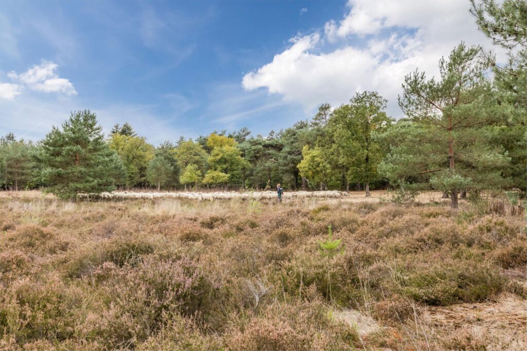 Witbrantlaan West 29