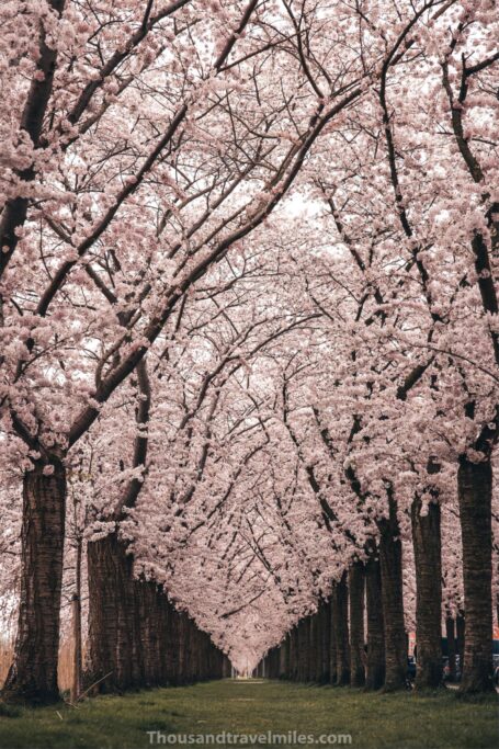 Terracottastraat 106