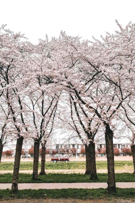 Terracottastraat 106