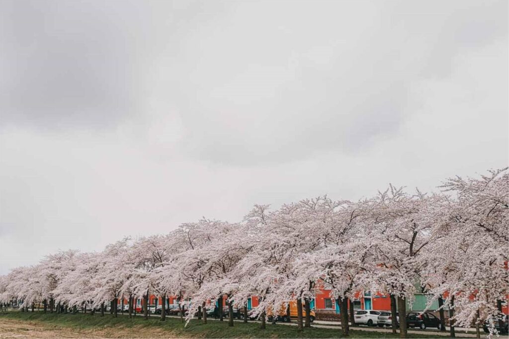 Terracottastraat 106