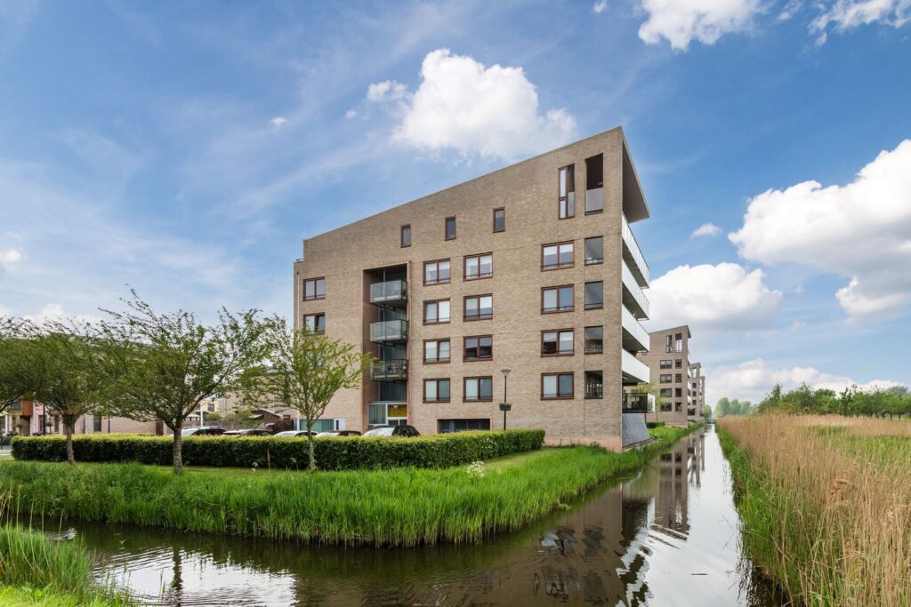 Korenbloem 6